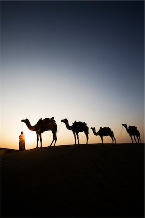 Four camels standing in a row with a man in a desert, Jaisalmer, Rajasthan, India Stock Photo - Rights-Managed, Code: 857-03553595