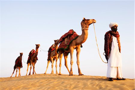 rajasthan natural scenery - Four camels standing in a row with a man in a desert, Jaisalmer, Rajasthan, India Stock Photo - Rights-Managed, Code: 857-03553598