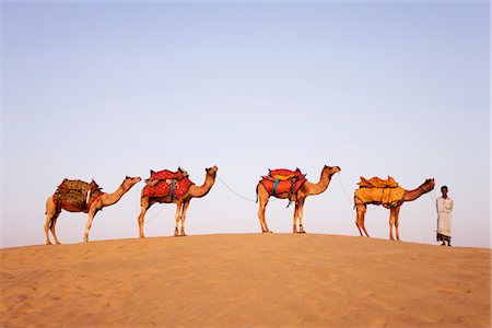 simsearch:857-03192616,k - Vier Kamele stehen in einer Zeile mit einem Mann in einer Wüste, Jaisalmer, Rajasthan, Indien Stockbilder - Lizenzpflichtiges, Bildnummer: 857-03553593