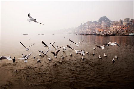 pilgrimage - Ducks in the river, Das Ashvamedha Ghat, Ganges River, Varanasi, Uttar Pradesh, India Stock Photo - Rights-Managed, Code: 857-03553670