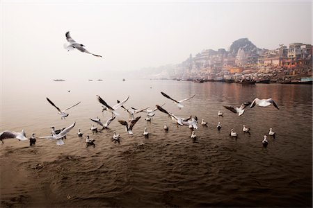 peregrino - Ducks in the river, Das Ashvamedha Ghat, Ganges River, Varanasi, Uttar Pradesh, India Foto de stock - Con derechos protegidos, Código: 857-03553670