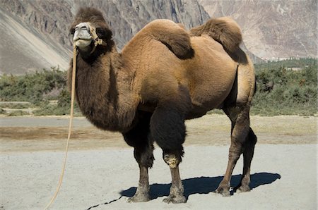 Bactrian camel in a desert, Hunder, Nubra Valley, Ladakh, Jammu and Kashmir, India Fotografie stock - Rights-Managed, Codice: 857-03553731