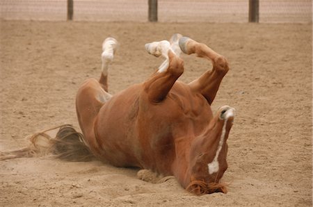 Horse on the Ground Stock Photo - Rights-Managed, Code: 858-03047657