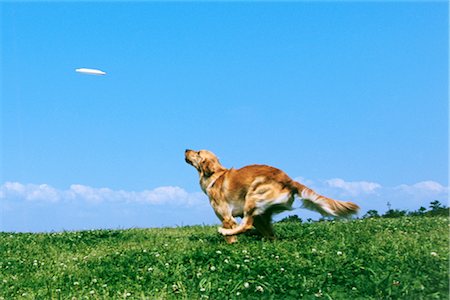 simsearch:614-06043480,k - Hund Frisbee fangen Stockbilder - Lizenzpflichtiges, Bildnummer: 858-03052662