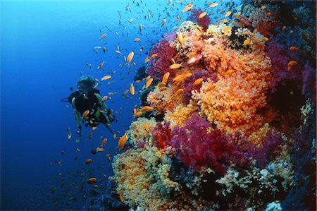 pretty underwater nature coral - Scuba Diving Stock Photo - Rights-Managed, Code: 858-03053273