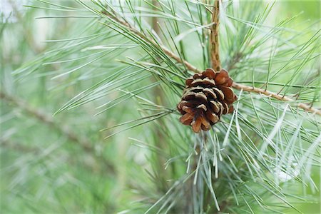 pine cone closeup - Pinecone Stock Photo - Rights-Managed, Code: 858-03694349