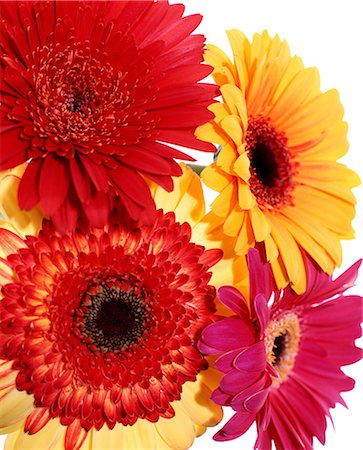simsearch:859-07845866,k - Gerbera Stock Photo - Rights-Managed, Code: 859-06354569