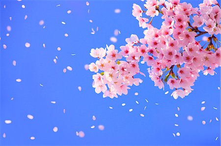 flower falling petals - Cherry Blossom (CG) Foto de stock - Con derechos protegidos, Código: 859-06380109