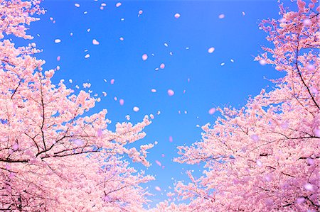 flower falling petals - Cherry Blossom (CG) Foto de stock - Con derechos protegidos, Código: 859-06380103