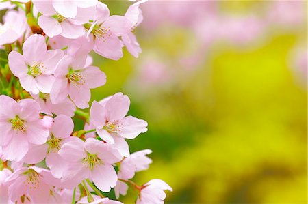 Cherry Trees In Full Bloom Foto de stock - Con derechos protegidos, Código: 859-06380118