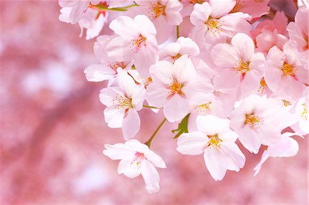 Cherry Trees In Full Bloom Foto de stock - Con derechos protegidos, Código: 859-06380112