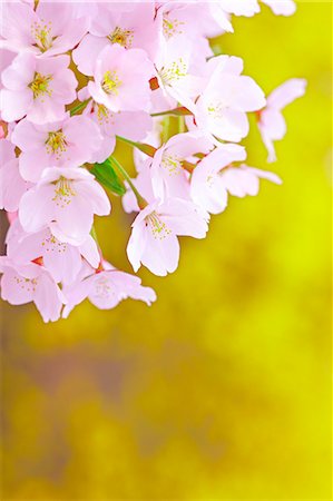 Cherry Trees In Full Bloom Foto de stock - Con derechos protegidos, Código: 859-06380120