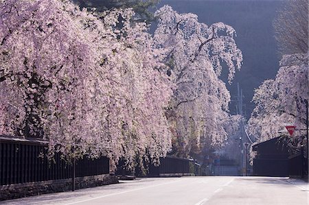 Weeping Cherry Blossoms, Samurai Residences, Akita Prefecture, Japan Stock Photo - Rights-Managed, Code: 859-06380161
