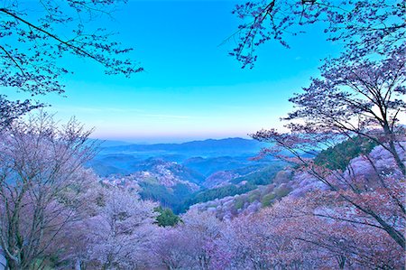 flowers as background - Mt. Yoshino, Nara Prefecture, Japan Stock Photo - Rights-Managed, Code: 859-06380180