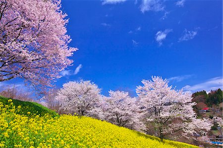 Fleurs du viol et Sakura, préfecture de Nagano, Japon Photographie de stock - Rights-Managed, Code: 859-06380183