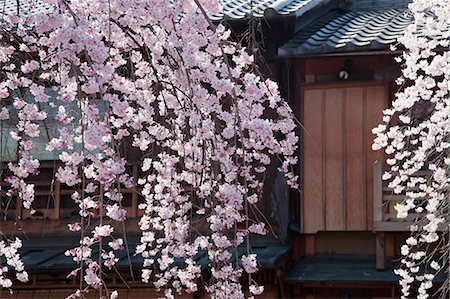 Weeping Cherry Trees Of Gion, Shirakawa, Kyoto, Japan Stock Photo - Rights-Managed, Code: 859-06380234