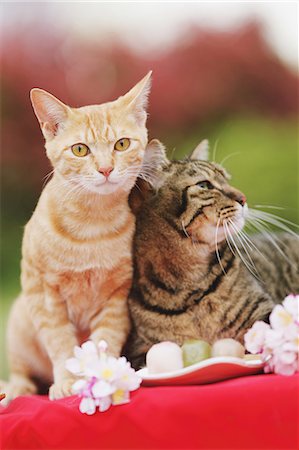 Cat And Cherry Blossom Stock Photo - Rights-Managed, Code: 859-06380236