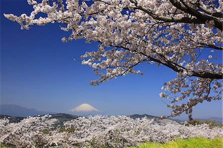 Cherry Blossoms And Mount Fuji Stock Photo - Rights-Managed, Code: 859-06380251