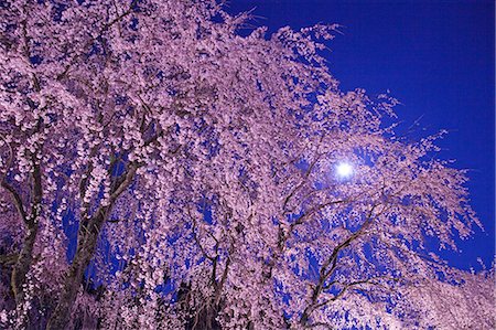 flowers in moonlight - Weeping Cherry Tree By Light Of Full Moon Stock Photo - Rights-Managed, Code: 859-06380252