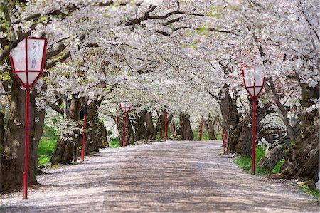 sakura japanese cherry trees - Hirosaki Park, Aomori Prefecture, Japan Stock Photo - Rights-Managed, Code: 859-06380264