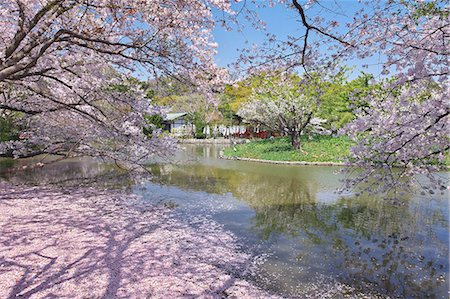 simsearch:859-06380265,k - Genpei Pond Cherry Blossoms, Kanagawa Prefecture, Japan Foto de stock - Con derechos protegidos, Código: 859-06380266