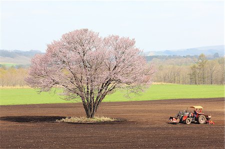 Cerisiers en fleurs au Tsurui, Hokkaido, Japon Photographie de stock - Rights-Managed, Code: 859-06380287