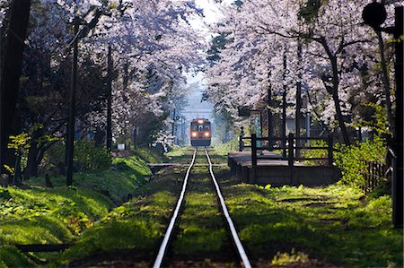 simsearch:859-09192703,k - Sakura At Ashinokoen Station, Aomori Prefecture, Japan Stock Photo - Rights-Managed, Code: 859-06380283