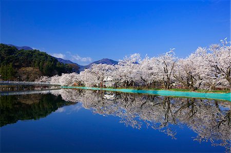 Sakura, Garyuu Park, Nagano Prefecture, Japan Stock Photo - Rights-Managed, Code: 859-06380292