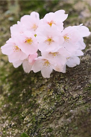 pólen - Cherry Blossoms Foto de stock - Direito Controlado, Número: 859-06380305