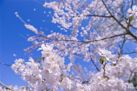 sakura-baum - Kirschblüten Stockbilder - Lizenzpflichtiges, Bildnummer: 859-06380302