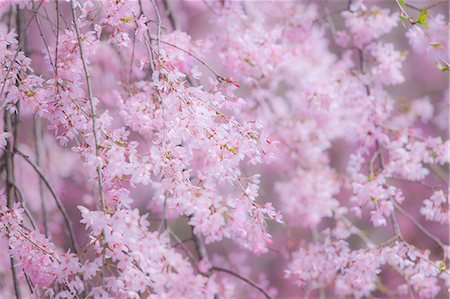 pink background - Cherry Trees In Full Bloom Stock Photo - Rights-Managed, Code: 859-06380314