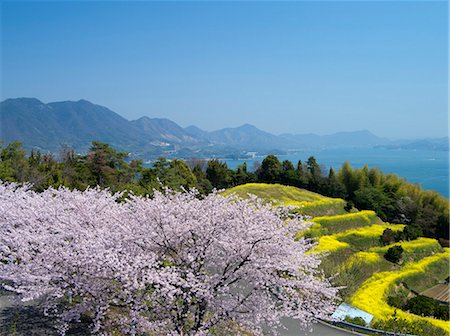 seto inland sea - Ikuchishima From Hirakiyama Flower Park, Ehime Prefecture, Japan Fotografie stock - Rights-Managed, Codice: 859-06380327