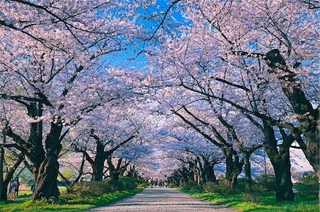 Cherry Trees At Katsuji Kitakami, Iwate Prefecture, Japan Stock Photo - Rights-Managed, Code: 859-06380339