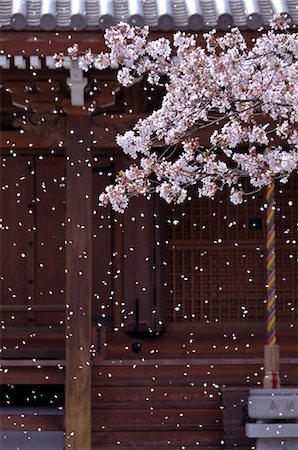 photographs japan temple flowers - Cherry Blossoms And Temple Stock Photo - Rights-Managed, Code: 859-06380350