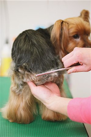 peine (cabello) - Yorkshire terrier getting groomed Foto de stock - Con derechos protegidos, Código: 859-06404999