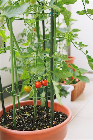 pot food - Cherry tomato plant on a balcony Stock Photo - Rights-Managed, Code: 859-06469746