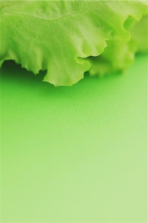 photograph of lettuce - Green lettuce Foto de stock - Con derechos protegidos, Código: 859-06470061