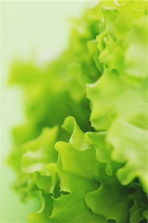 photograph of lettuce - Green lettuce Stock Photo - Rights-Managed, Code: 859-06470063