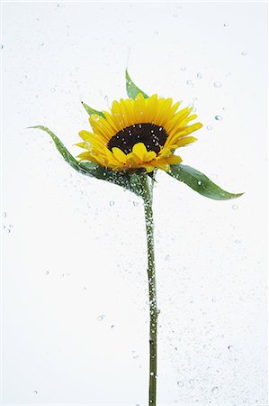 Sunflower and water drops Photographie de stock - Rights-Managed, Code: 859-06537676