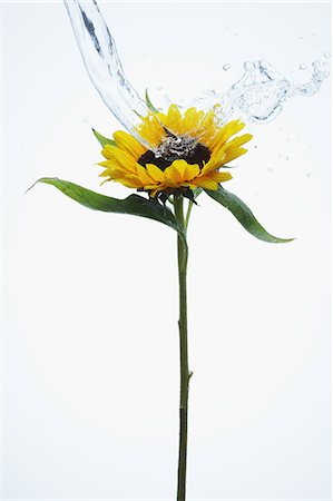 fresh flowers for water drops - Sunflower and water drops Foto de stock - Con derechos protegidos, Código: 859-06537677