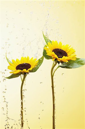 Sunflowers and water drops Foto de stock - Con derechos protegidos, Código: 859-06537684