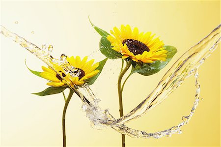 Sunflowers and water drops Foto de stock - Con derechos protegidos, Código: 859-06537682