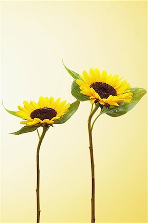 simsearch:859-06537676,k - Sunflowers and water drops Stockbilder - Lizenzpflichtiges, Bildnummer: 859-06537683