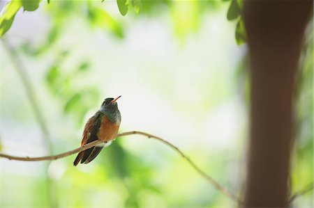 Bird on a branch Stock Photo - Rights-Managed, Code: 859-06710835