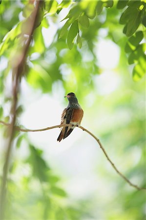 Bird on a branch Stock Photo - Rights-Managed, Code: 859-06710836