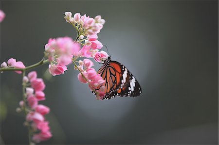 Butterfly on a flower Foto de stock - Con derechos protegidos, Código: 859-06710839