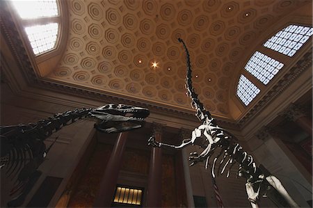 American Museum of Natural History interior, New York Stock Photo - Rights-Managed, Code: 859-06710870