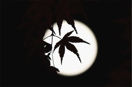 Maple leaves and full moon Foto de stock - Con derechos protegidos, Código: 859-06710966