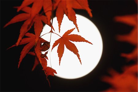 Red maple leaves and full moon Foto de stock - Con derechos protegidos, Código: 859-06710967