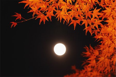 red maple leaf photo - Red maple leaves and full moon Stock Photo - Rights-Managed, Code: 859-06710963